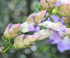 Strobilanthes resmi