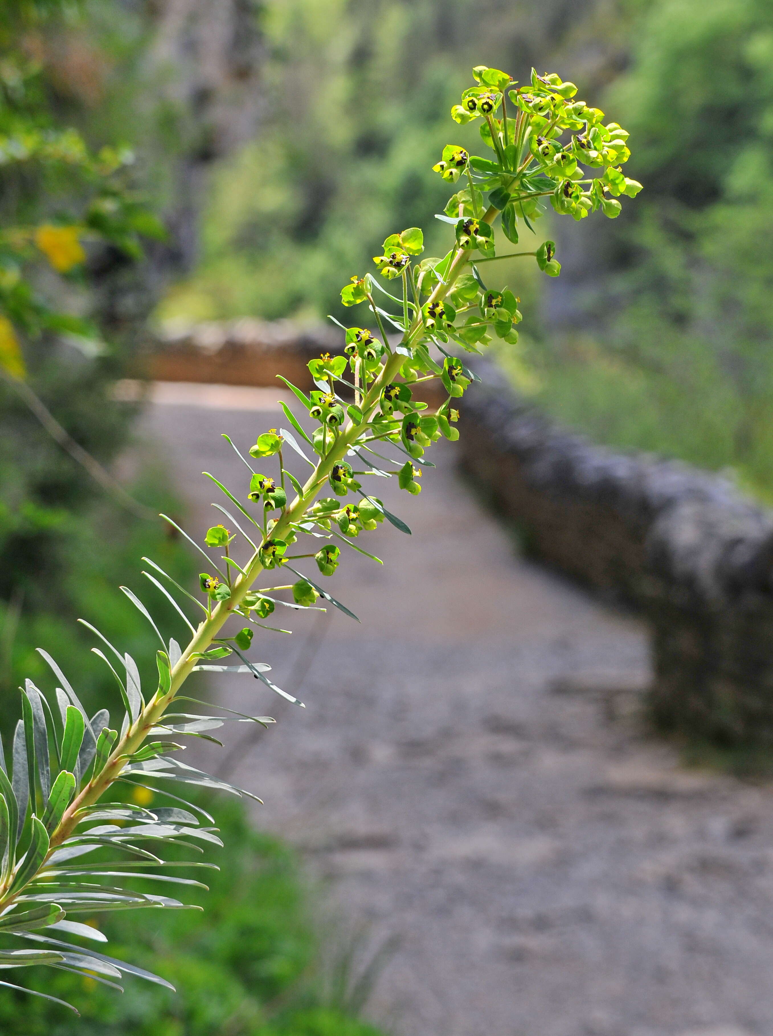 Image of Albanian spurge