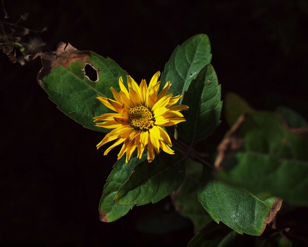 Image of heliopsis