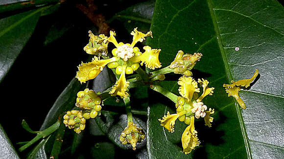 Image of Bunchosia acuminata F. H. Dobson