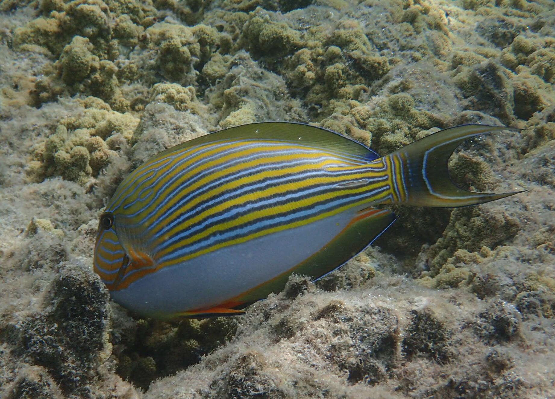 Image of Blue Banded Surgeonfish