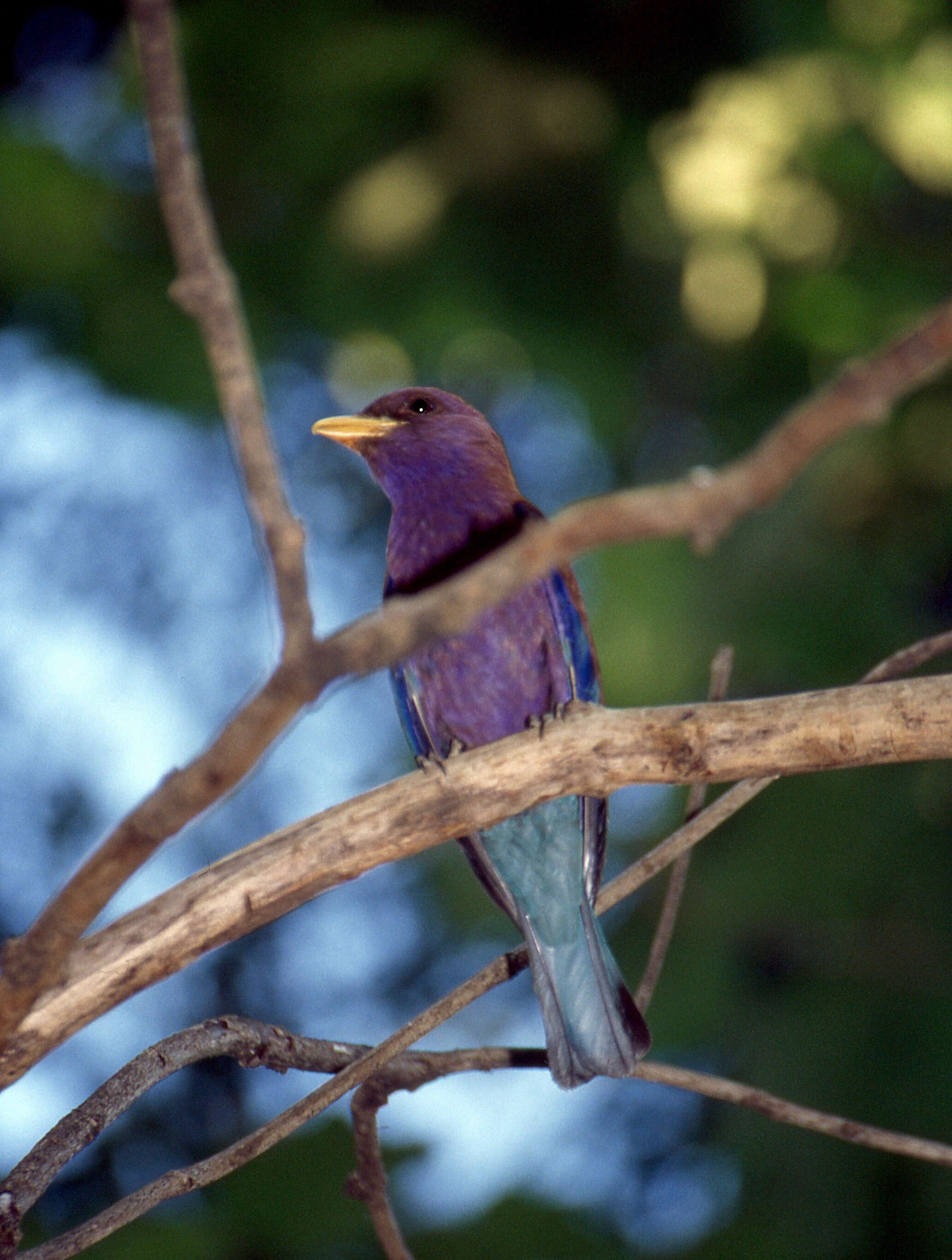 Image of Broad-billed Roller