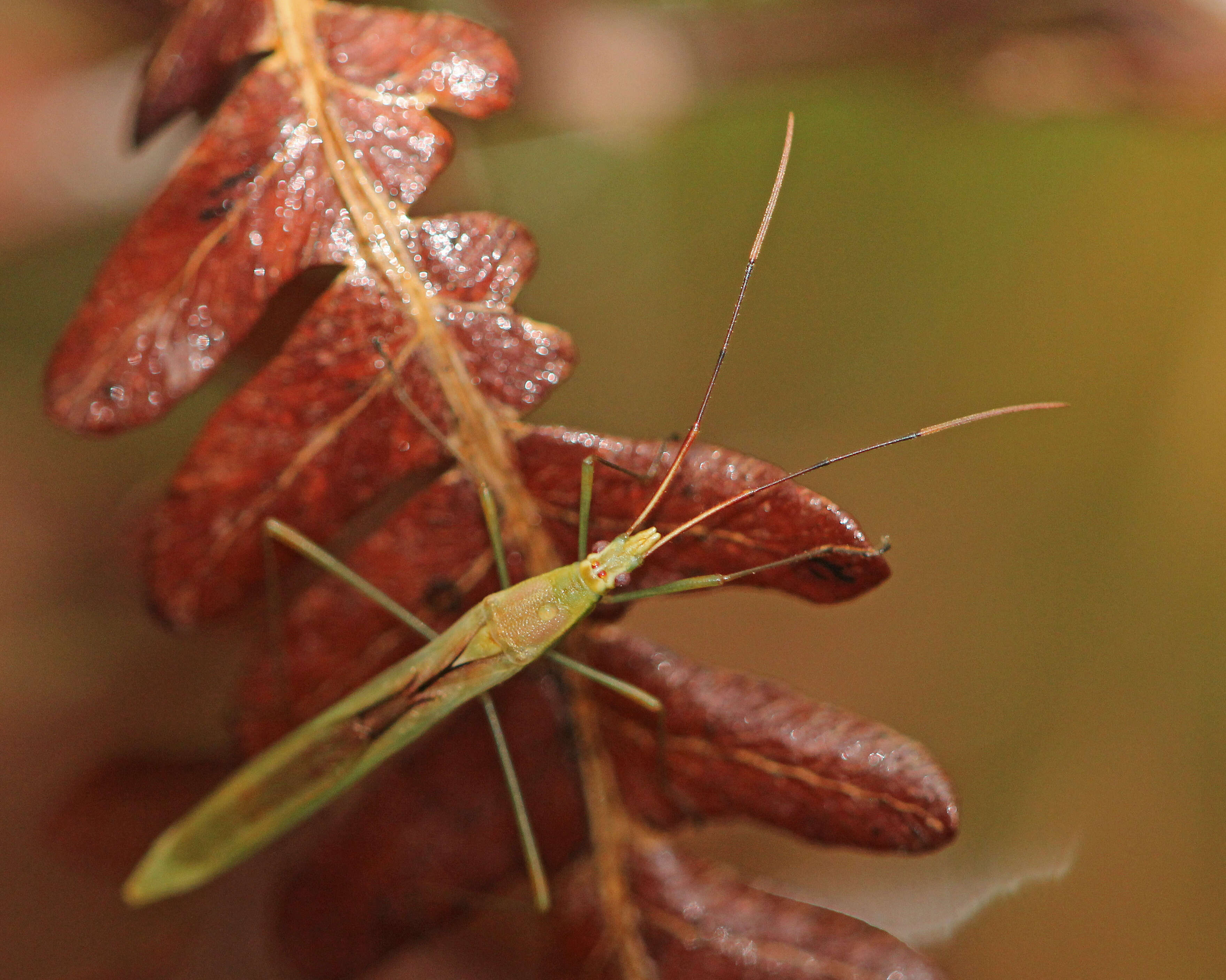 Image of Rice Bugs