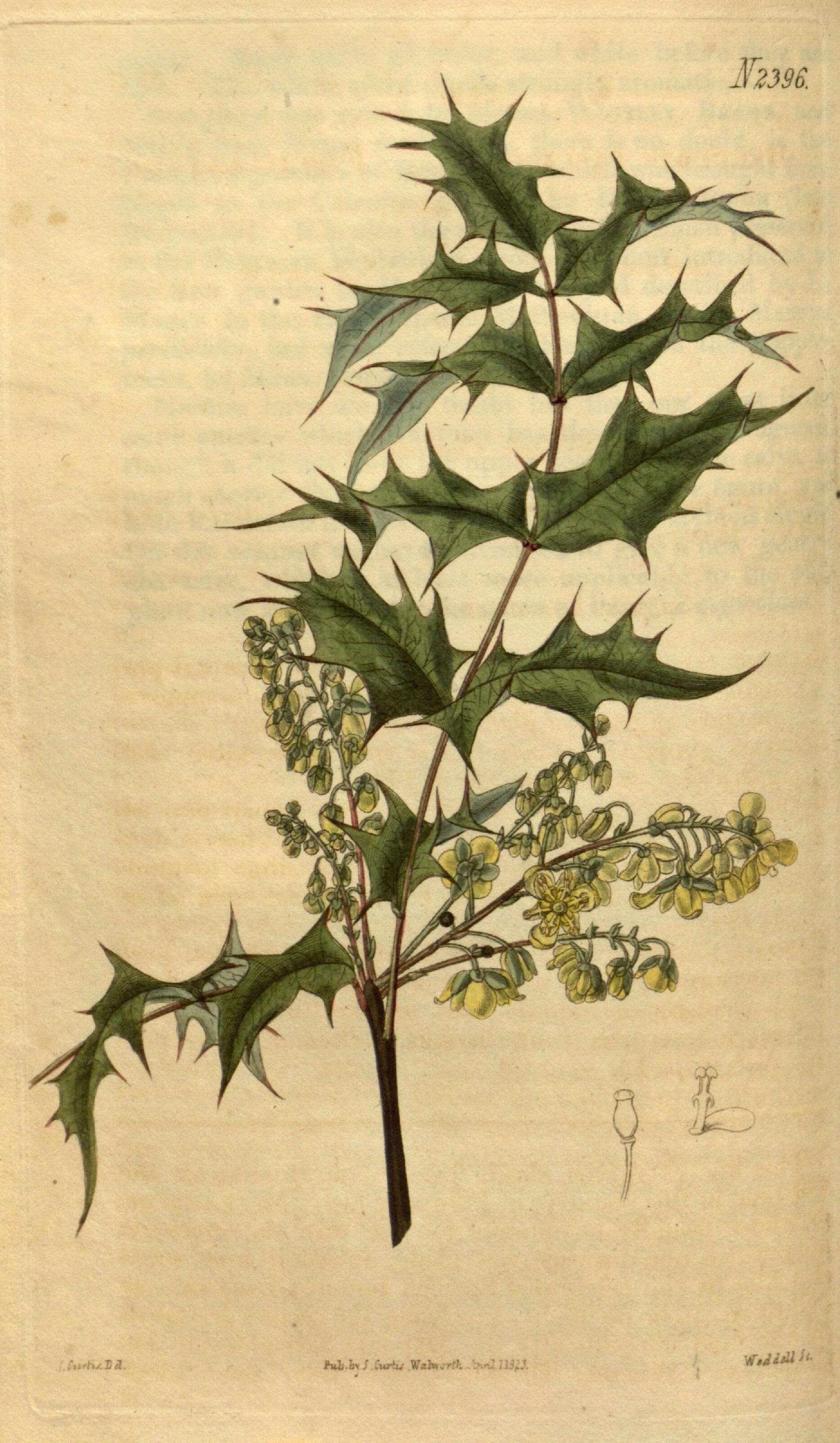 Image of Berberis pinnata Lag.