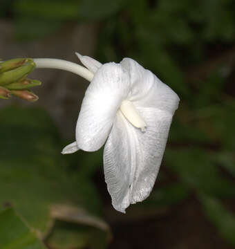 Image de Curcuma scaposa (Nimmo)