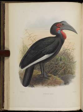 Imagem de Bucorvus leadbeateri (Vigors 1825)