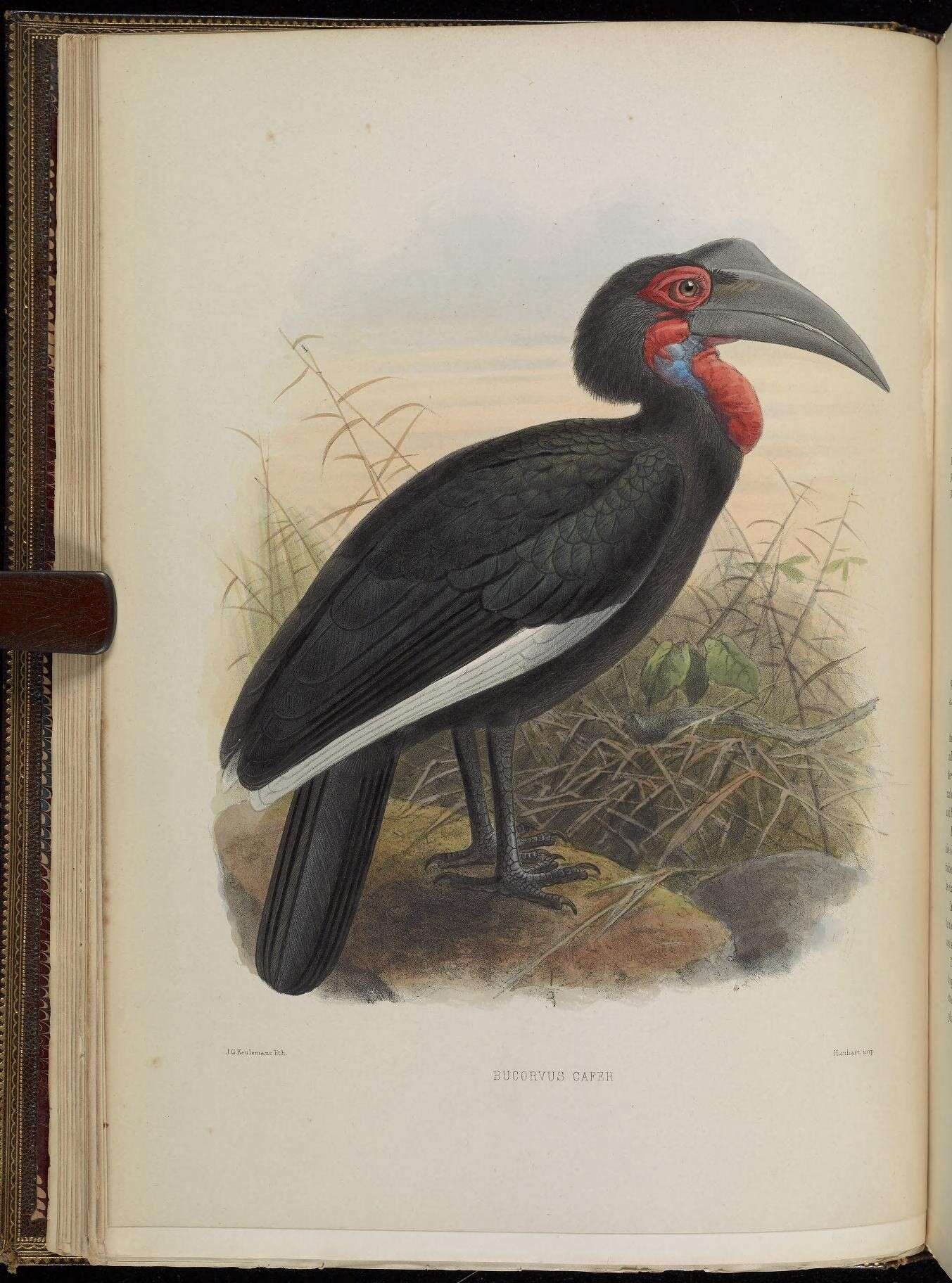Image of ground-hornbills