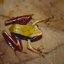 Image of Central Madagascar Frog