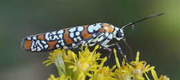 Image of tropical ermine moths
