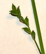 Image of Broad Loose-Flower Sedge