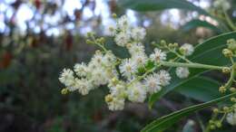 Image of Acacia falcata Willd.