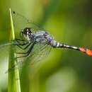 Image of Eastern Pygmyfly