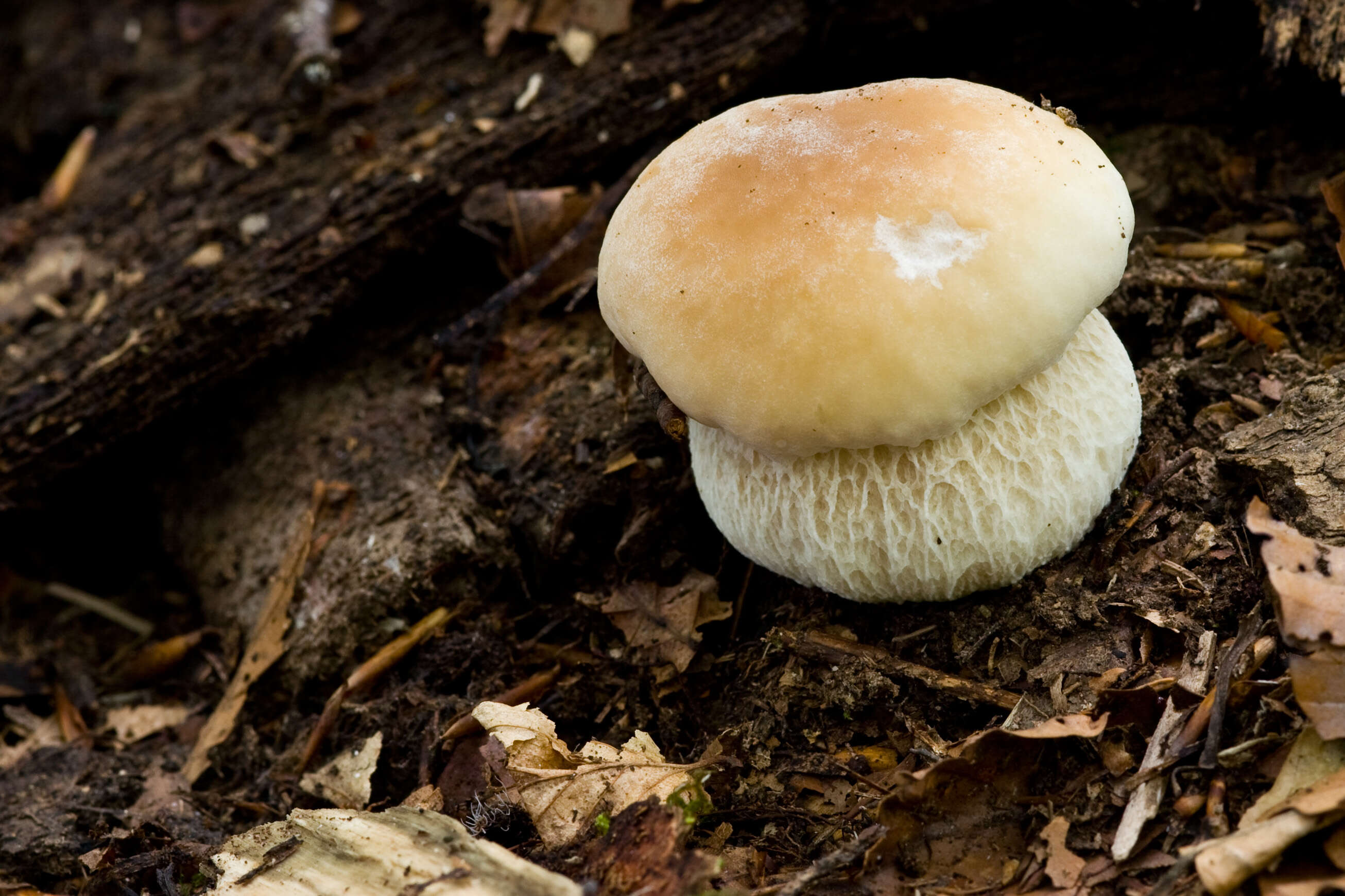 Image of Boletus