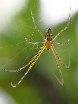 Image of Leucauge granulata (Walckenaer 1841)