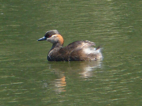 Image of Madagascan Grebe