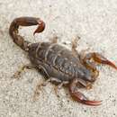 Image of Wood Scorpion