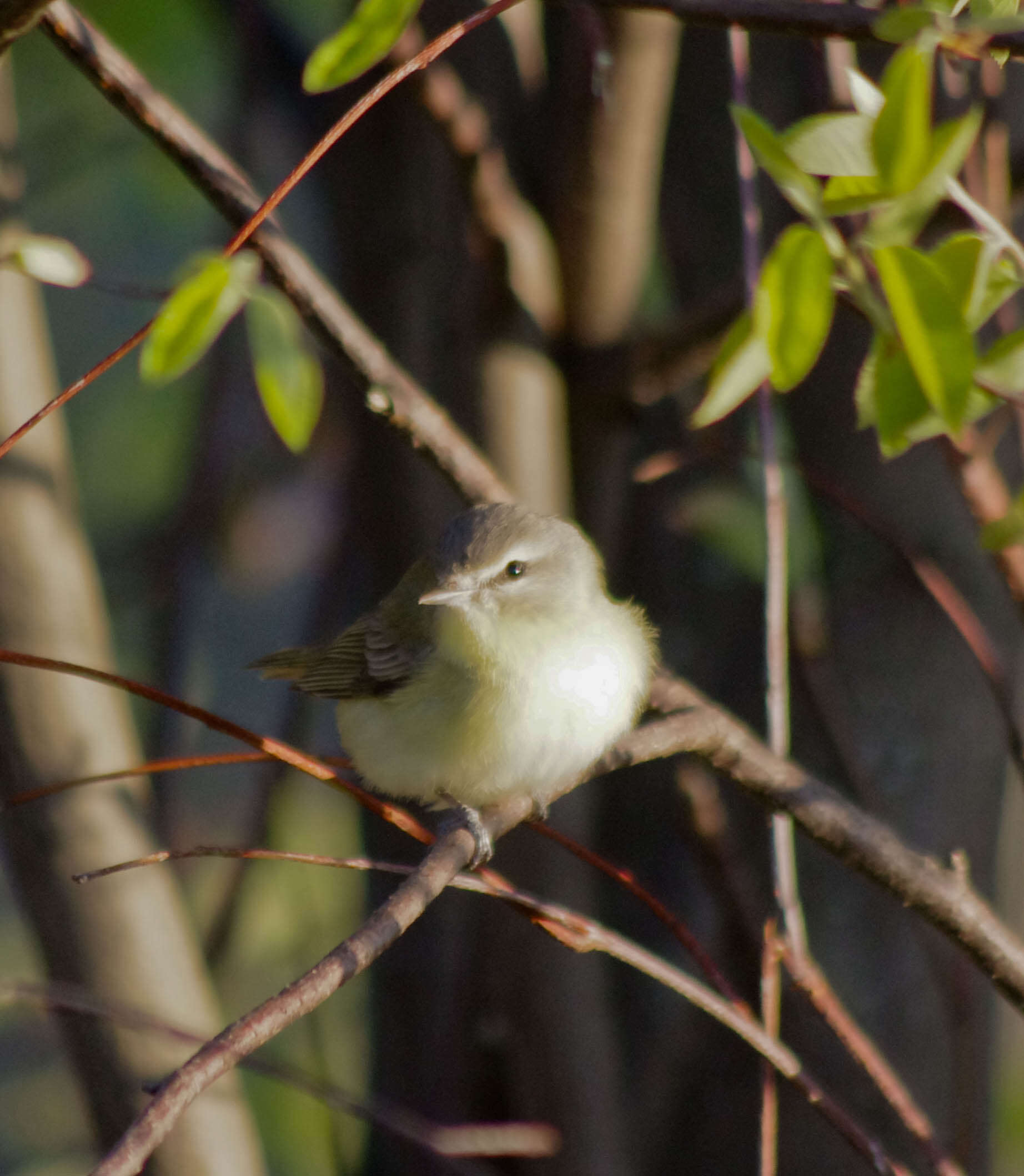 Слика од Vireo Vieillot 1808