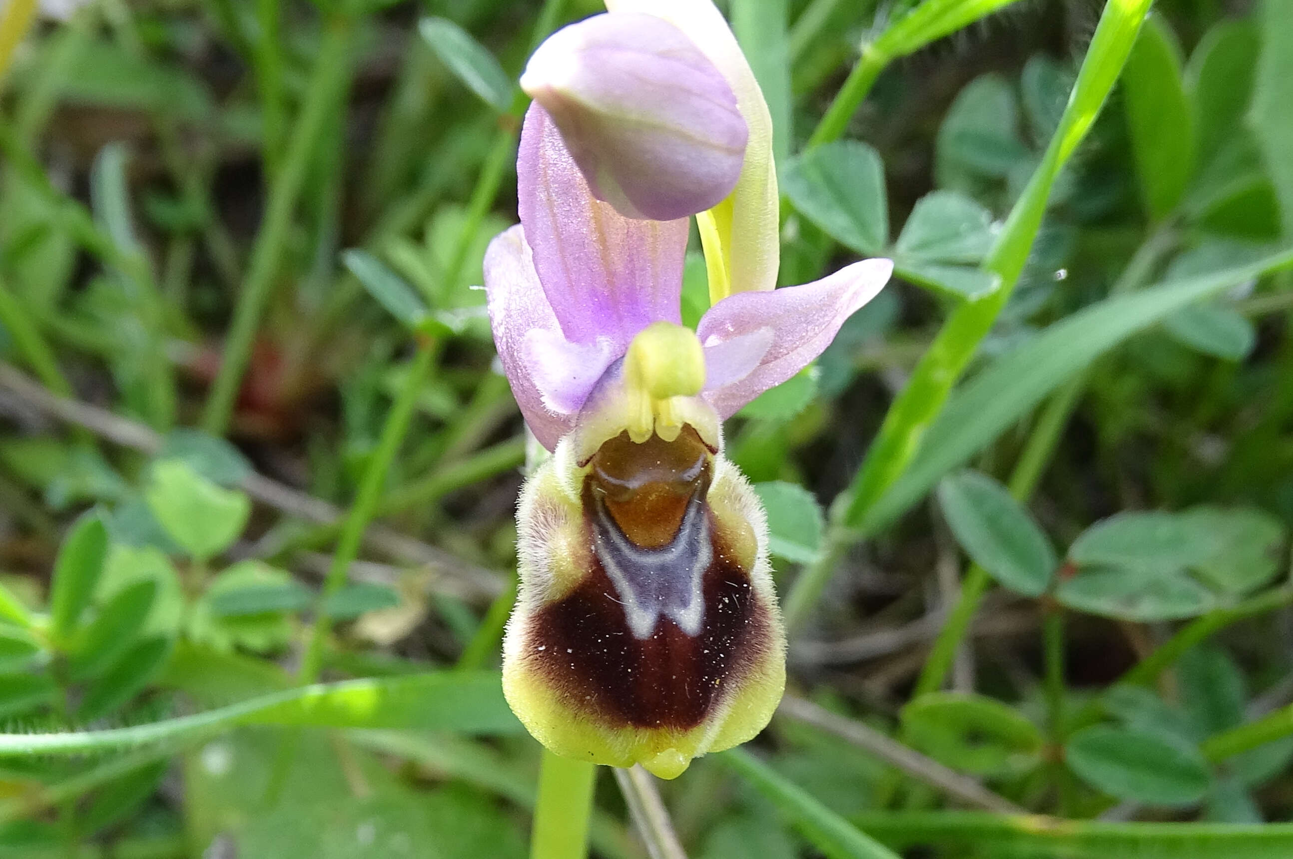 Image of Sawfly orchid