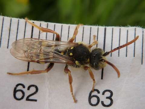 Image of Nomada goodeniana (Kirby 1802)