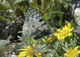 Image of Parnassius