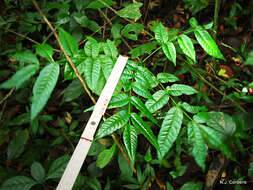 Imagem de Zanthoxylum usambarense (Engl.) J. O. Kokwaro