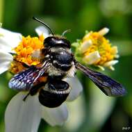 Image of Carpenter-mimic Leaf-cutter Bee