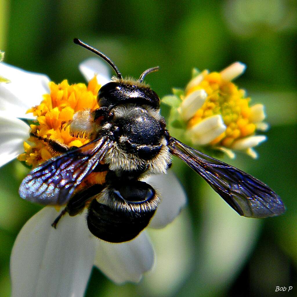 Image of Megachilini