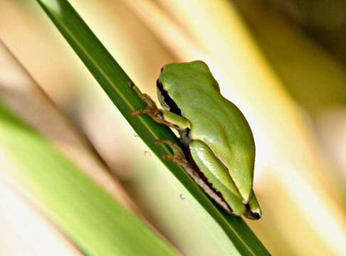 Image of Hyla Laurenti 1768