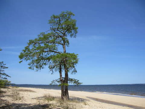 Image of bald cypress