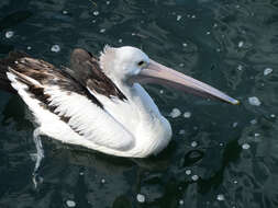 Image of pelicans