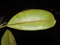 Image of calophyllum