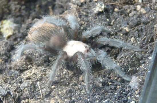 Image of Brachypelma