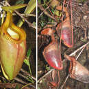 Imagem de Nepenthes villosa Hook. fil.