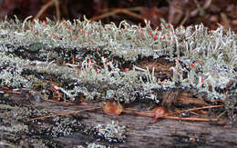 Слика од Cladonia cristatella Tuck.