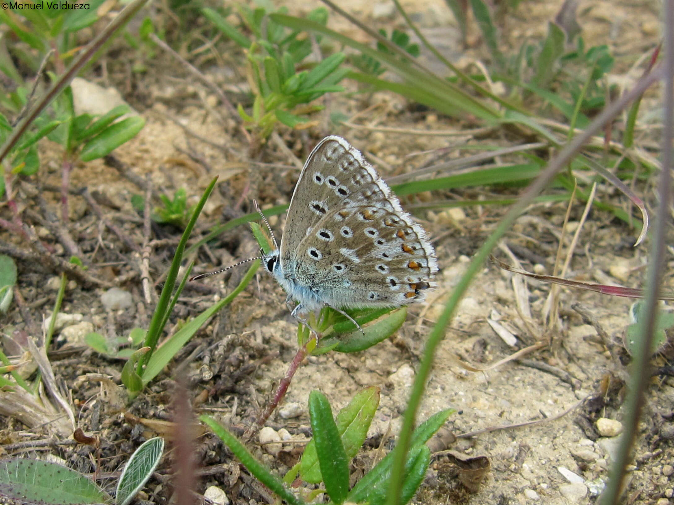 Image of Polyommatus bellargus (Rottemburg 1775)