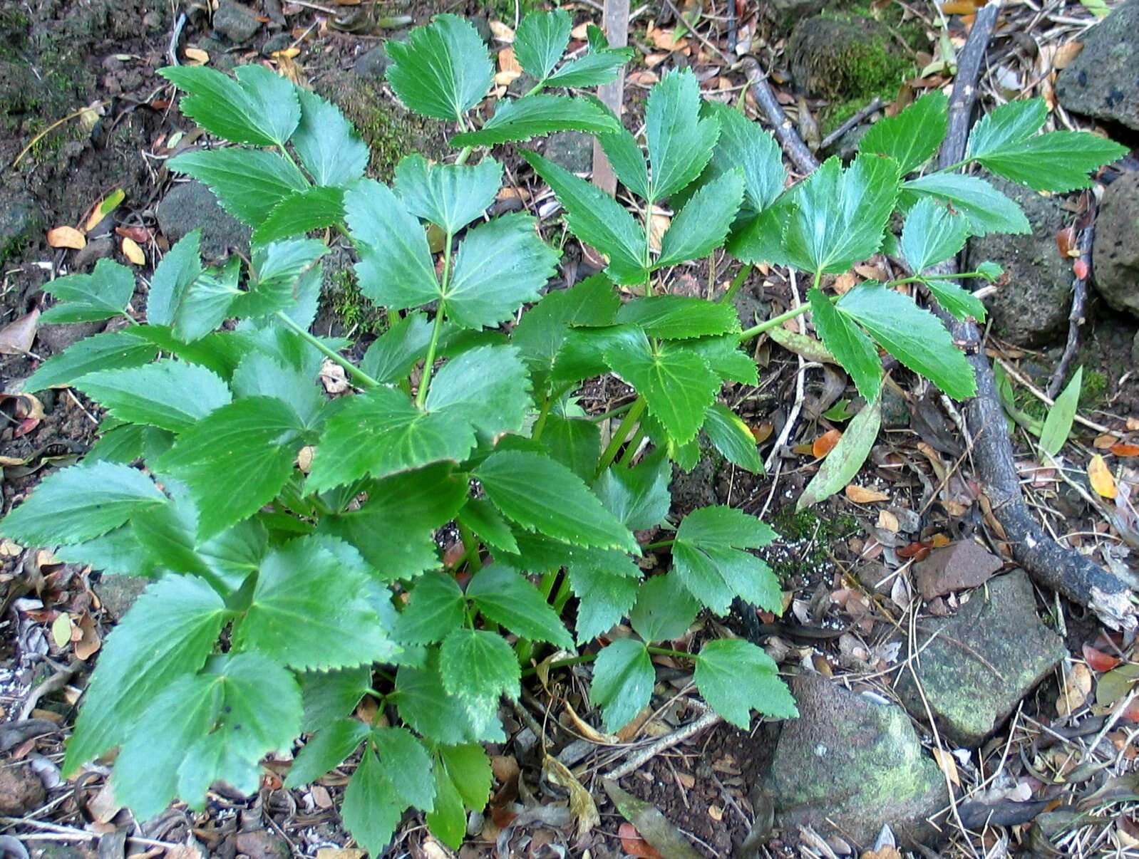 Image de Peucedanum