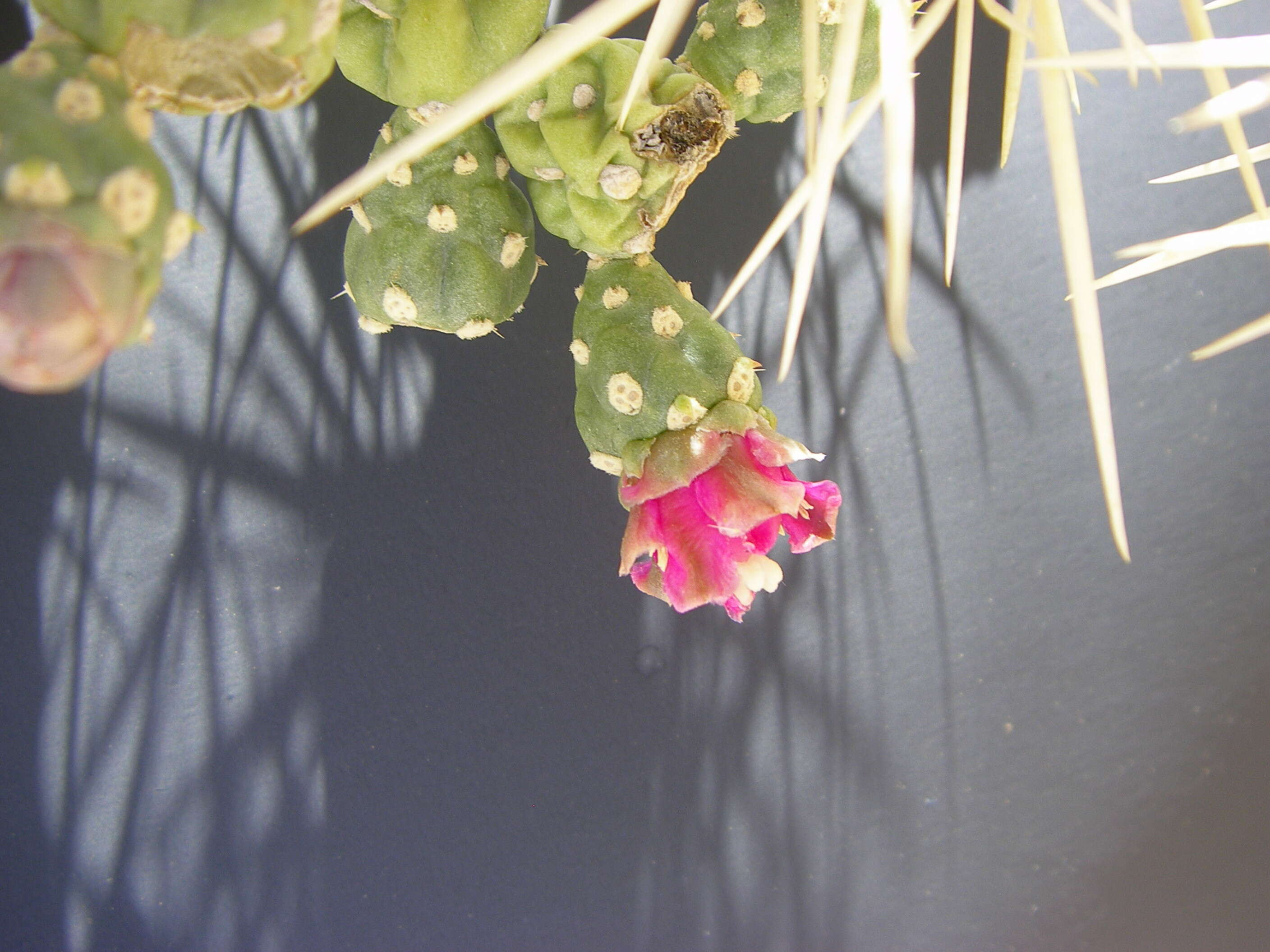 Image de Cylindropuntia fulgida (Engelm.) F. M. Knuth