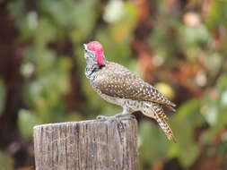 Image of Nubian Woodpecker