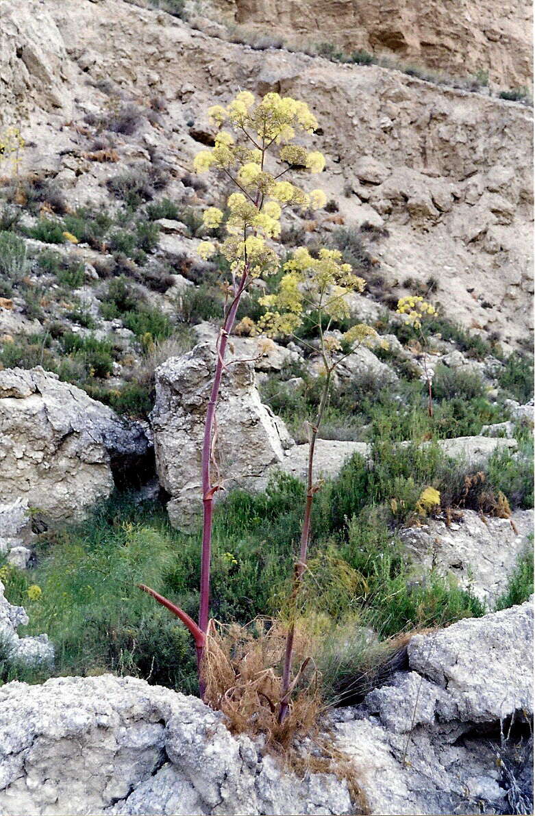 Image of Giant Fennel