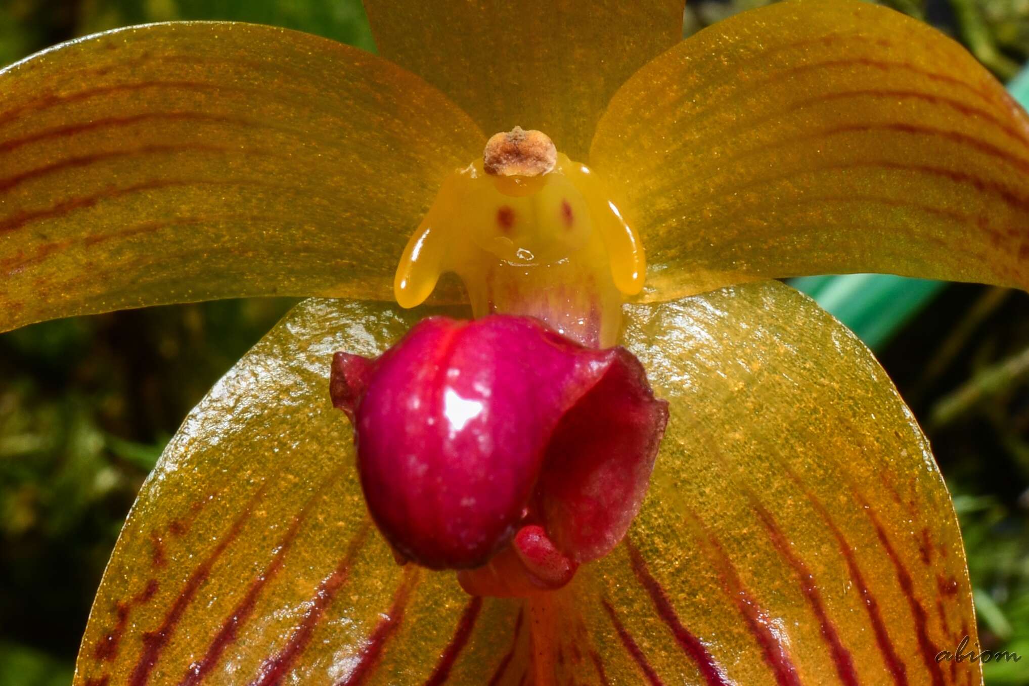 Image of Bulbophyllum pustulatum Ridl.