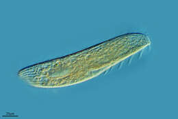 Image of Ciliophora