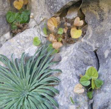 Image of Dioscorea chouardii Gaussen