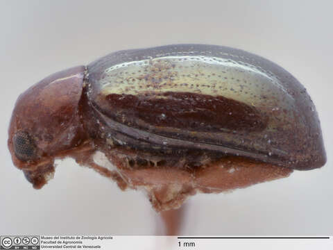 Image of Centralaphthona semipunctata