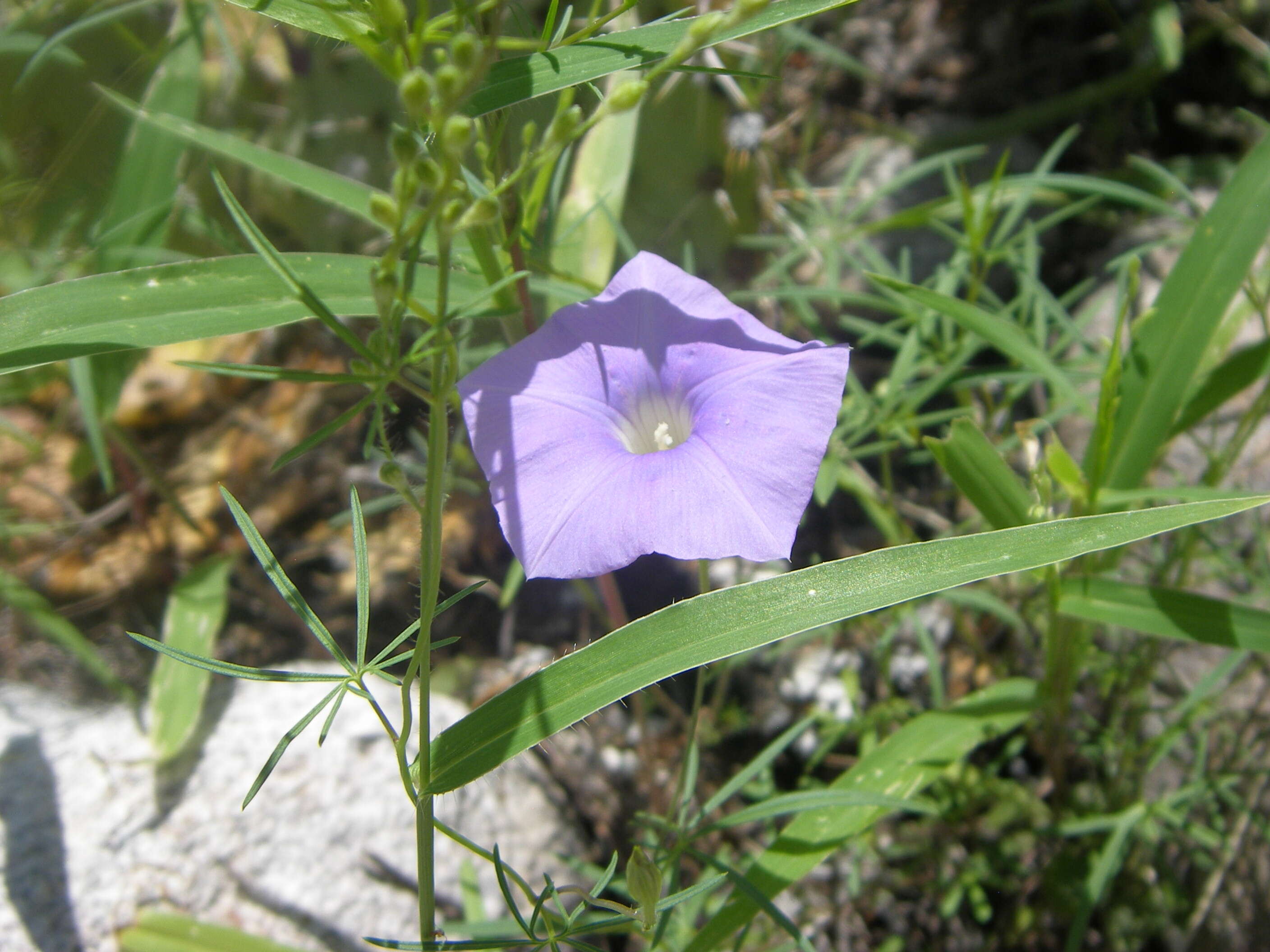 Imagem de Ipomoea ternifolia var. leptotoma (Torr.) J. A. Mc Donald