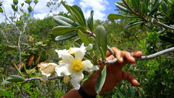 Image of Kielmeyera reticulata N. Saddi