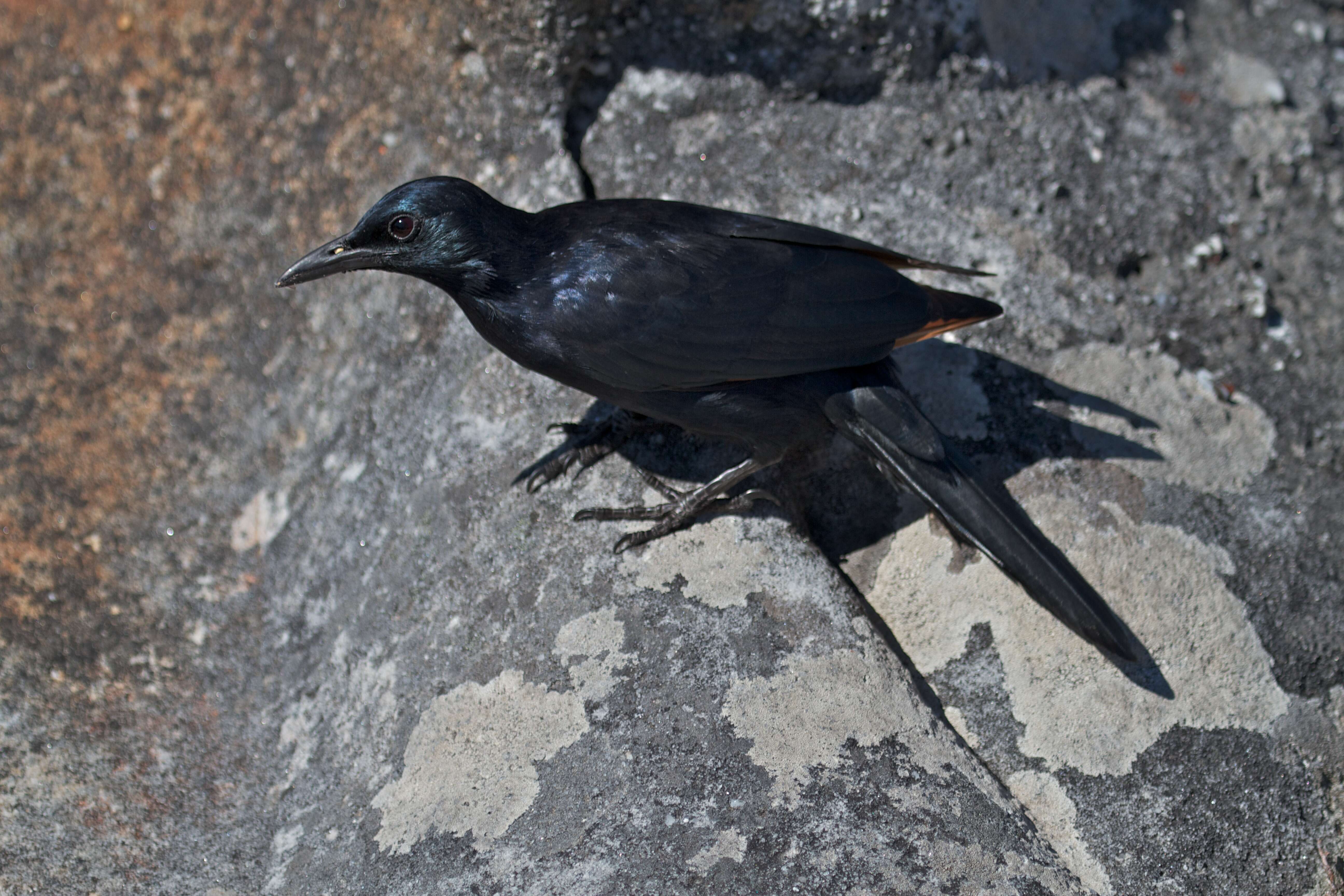 Image of Red-winged Starling