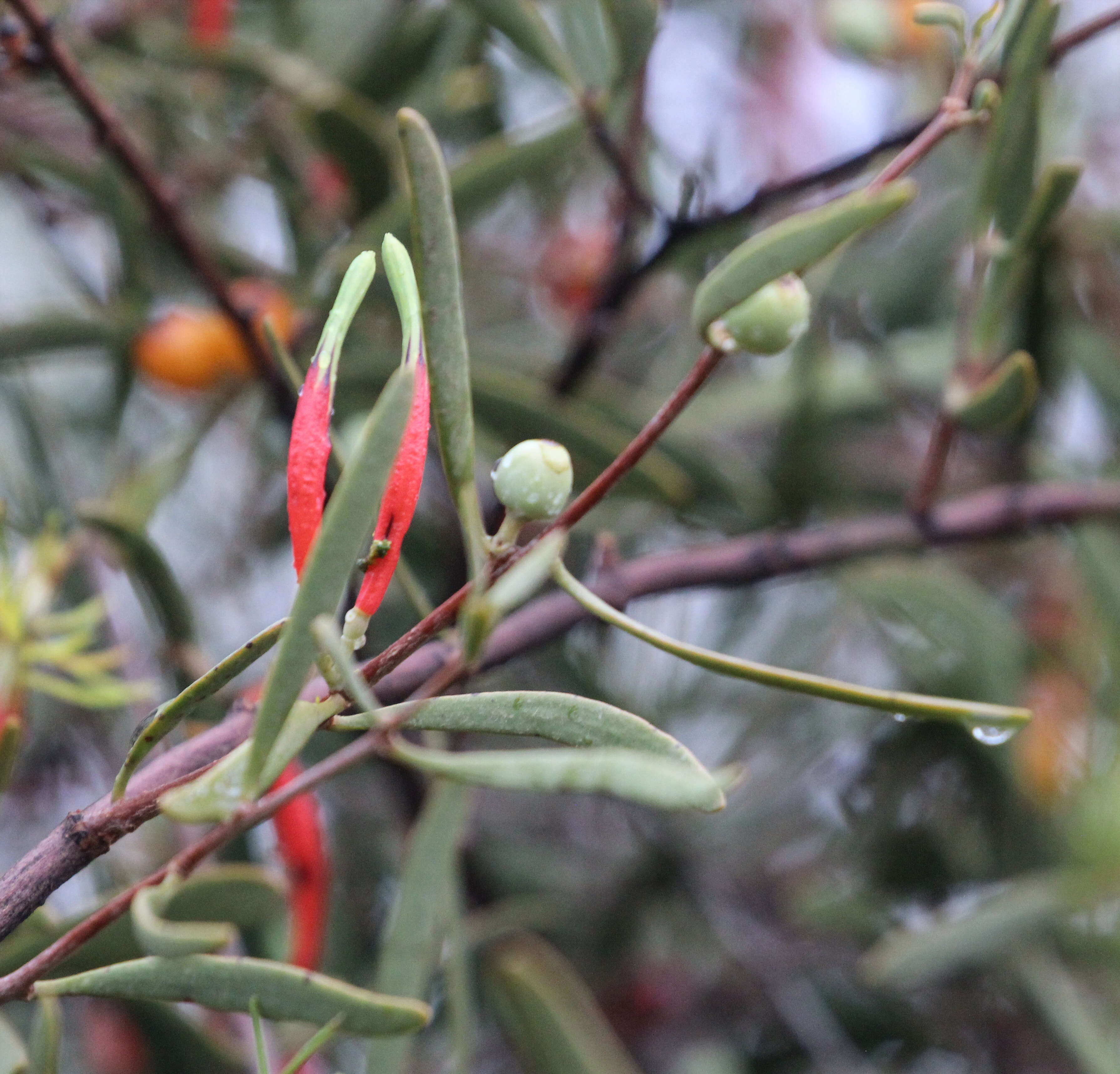Image of harlequin mistletoe