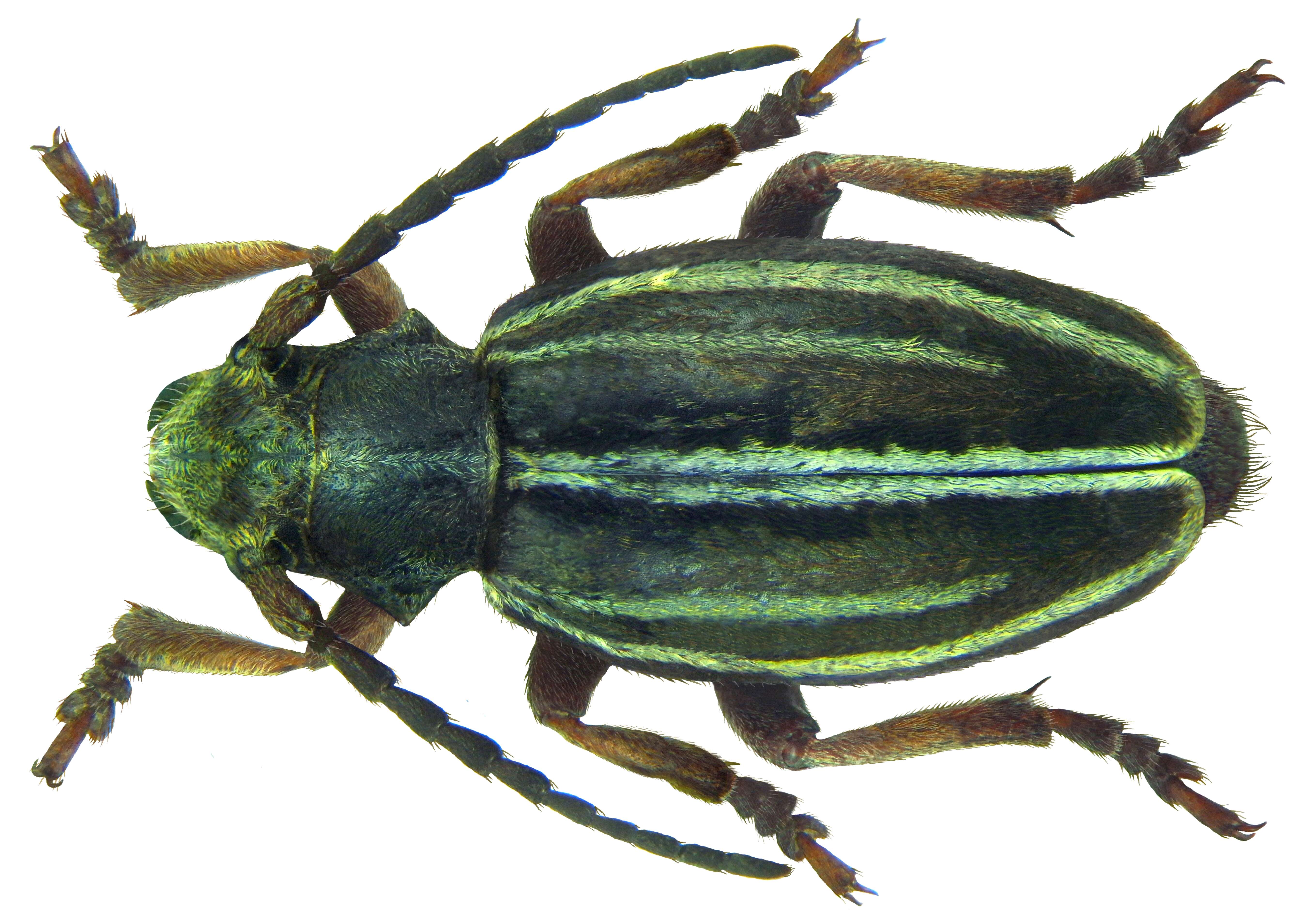 Image of Dorcadion