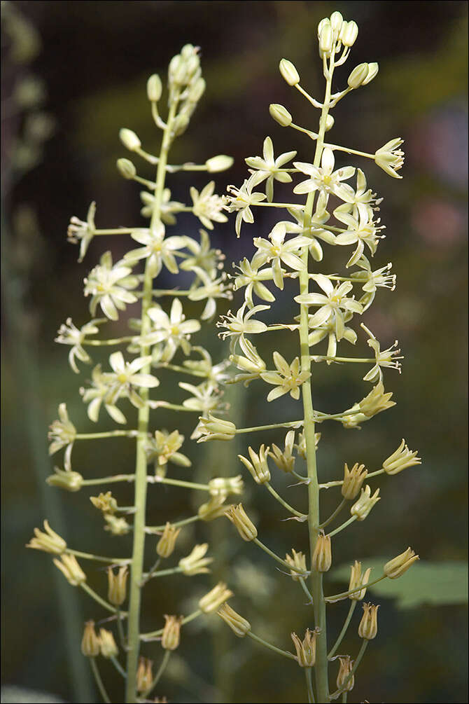 Image of Star-of-Bethlehem