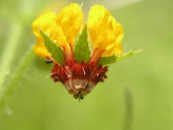 صورة Loasa tricolor Weinm.